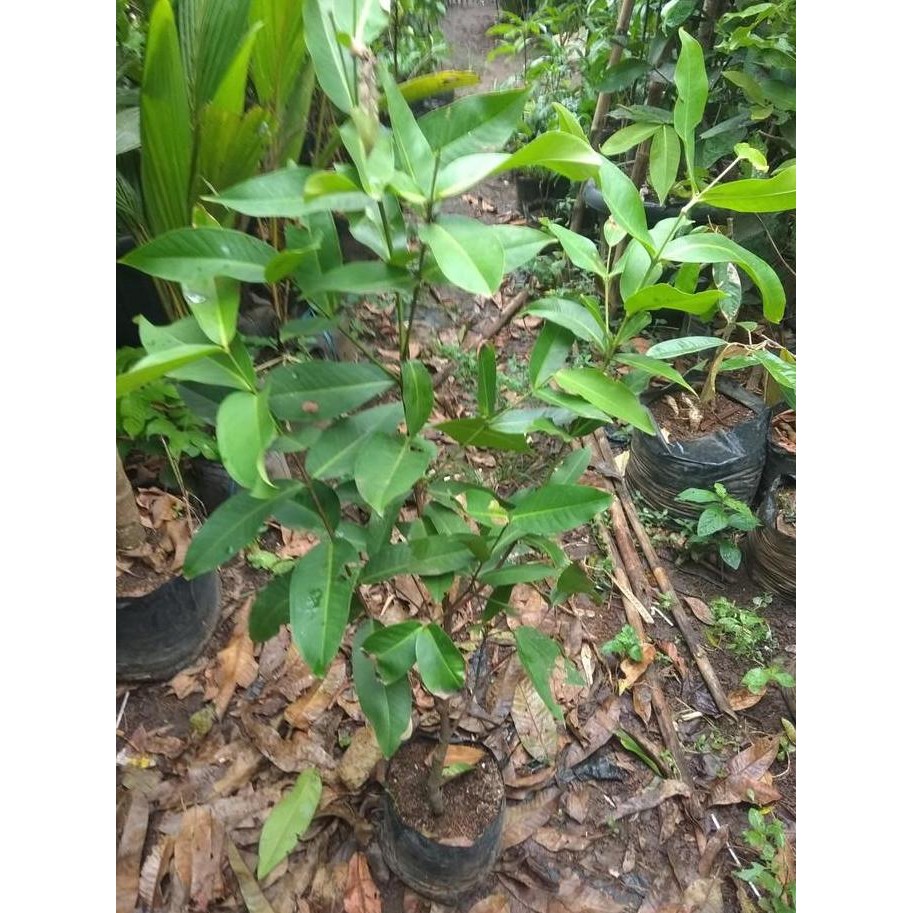 

Terlaris Bibit Jambu Madu Deli Merah