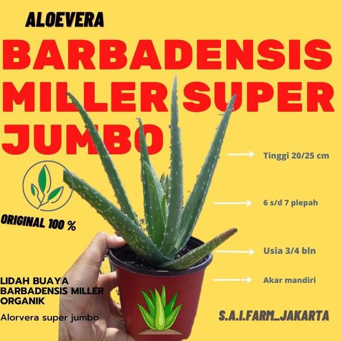 

Terlaris Bibit Lidah Buaya Jumbo Barbadensis Miller Asli 100 % Size M