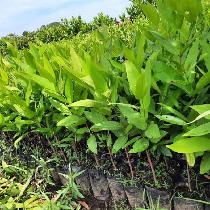 

Terlaris Ready Bibit Jambu Air Delima Merah