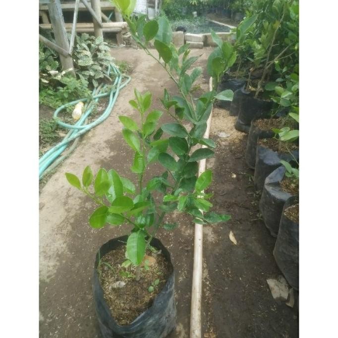 

Terlaris Bibit Tanaman Pohon Jeruk Nipis Psikpo 3012Ys