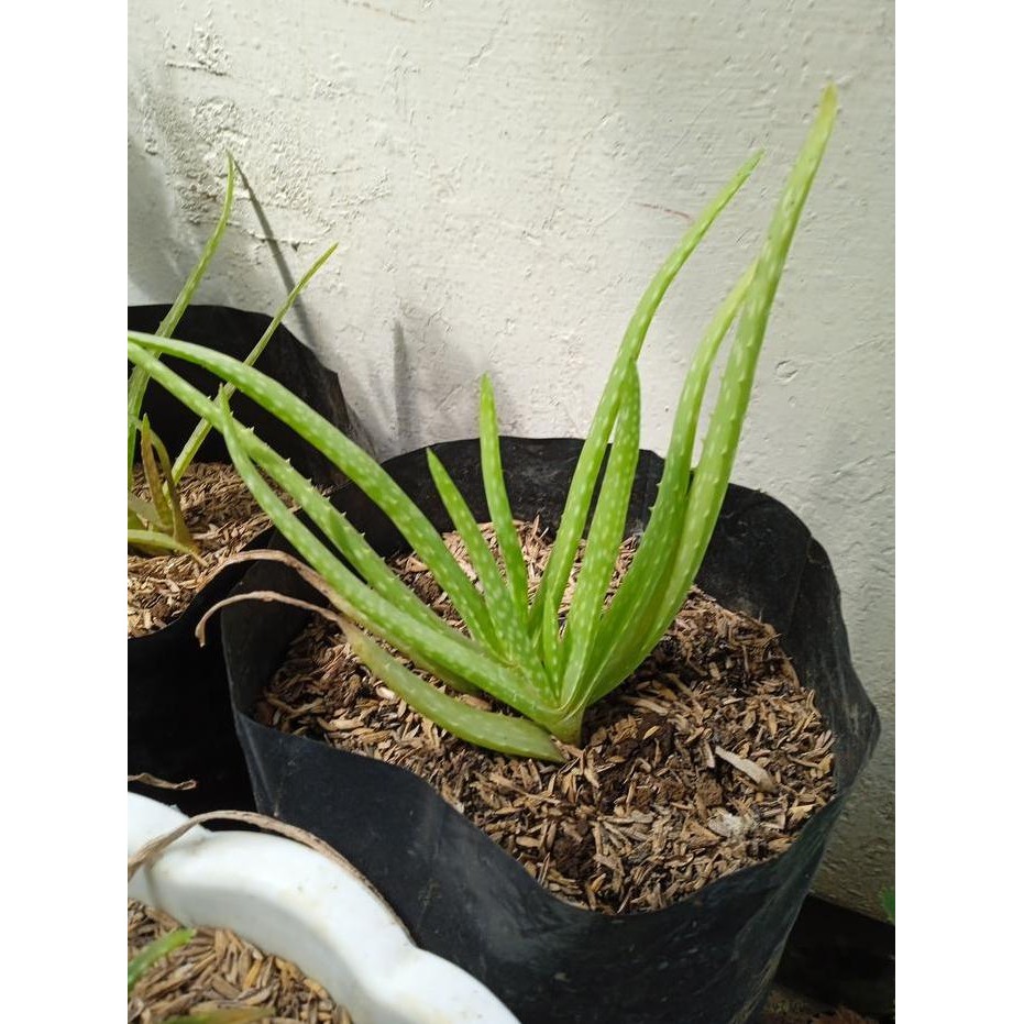 

Terlaris Bibit Tanaman Lidah Buaya Aloe Vera Organik