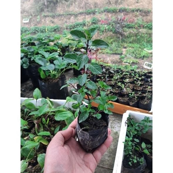 

Terlaris Bibit Mint, Daun Mint, Tanaman Mint, Mentha Gracilis, Gi Qtykpf 7144Qr