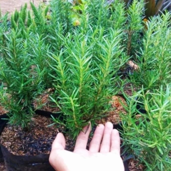 

Terlaris Griyana-Tanaman Hias Rosemary Herbal Wangi Harum Bibit/Benih