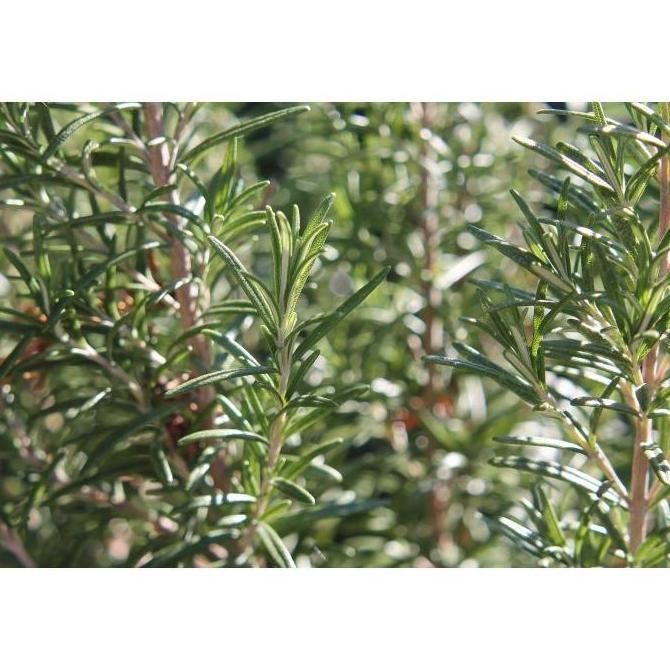 

Terlaris Bibit Benih Herba Rosemary Benih Bibit Tumbuhan Unggul Hidroponik