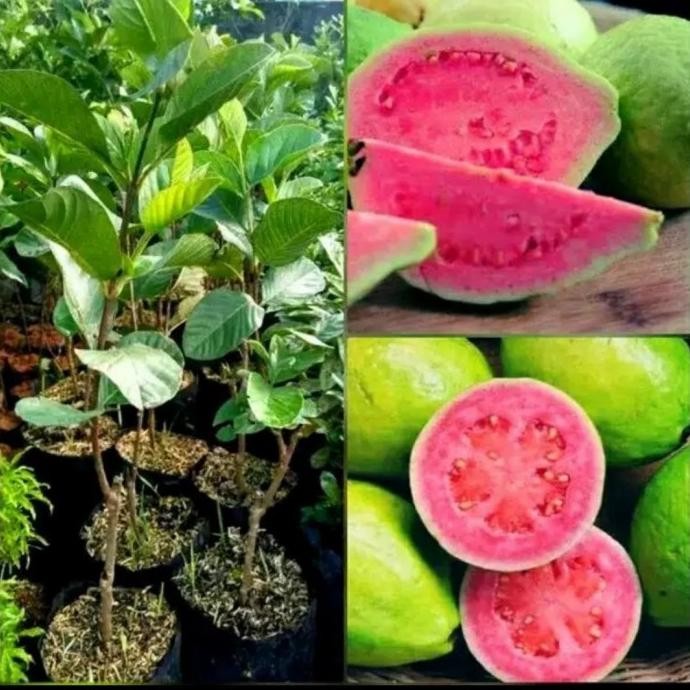 

Terlaris Bibit Pohon Jambu Getas Merah Jambu Biji Merah Asli Cangkok