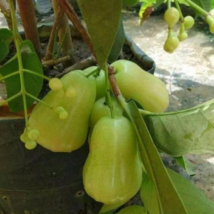 

Terlaris Bibit Pohon Jambu Delli Madu Siap Berbunga Tambulapot