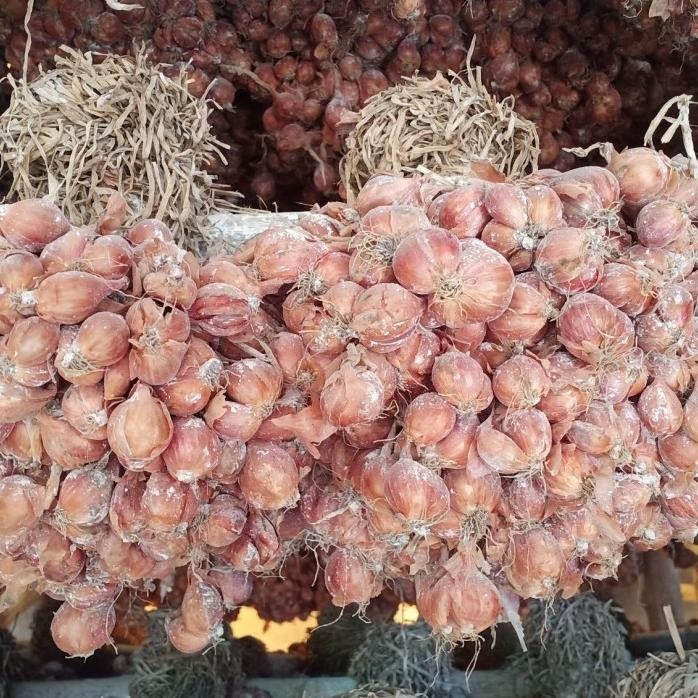 

Terlaris Bibit Bawang Merah Tajuk Terbatas