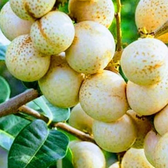 

Terlaris Bibit Kelengkeng Aroma Durian
