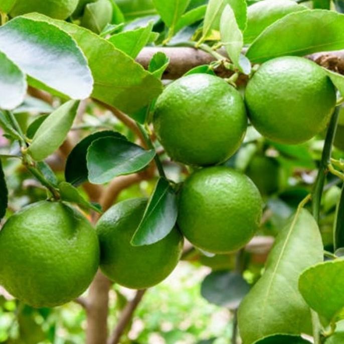 

Terlaris Bibit Jeruk Nipis Okulasi Super Unggul Bisa Berbuah Dala Gvmgnm 5161Be