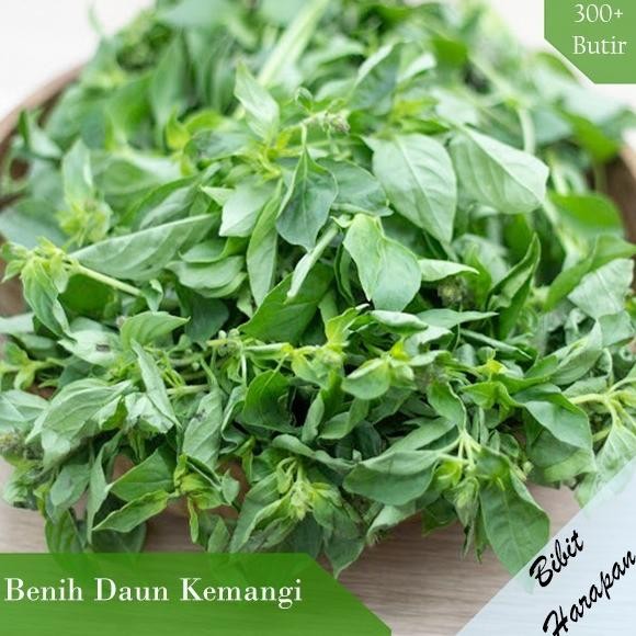 

Terlaris Ready Bibit Benih Herba Rosemary Benih Bibit Tumbuhan Unggul Hidroponik