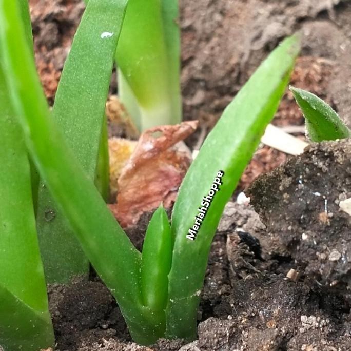 

Terlaris Tunas Tanaman Bibit Benih Lidah Buaya Aloevera Aloe Vera Medan Meriah