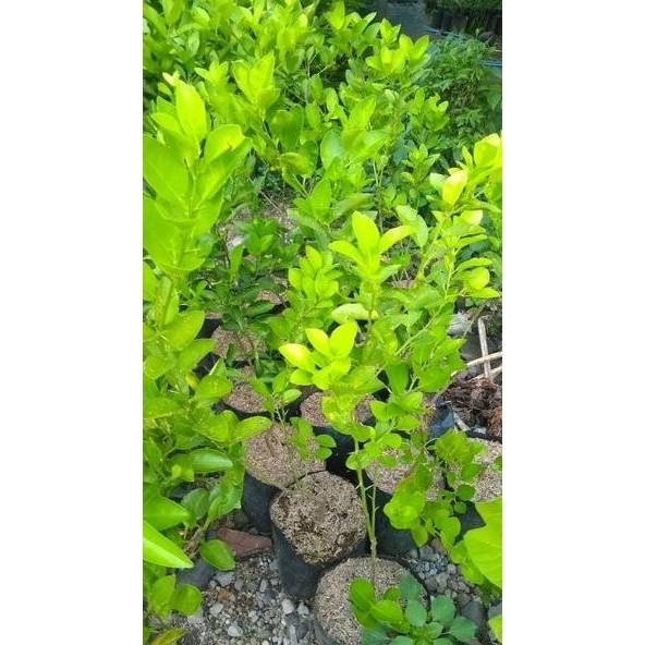 

Terlaris Bibit Jeruk Nipis Vszlbo 6750Lx