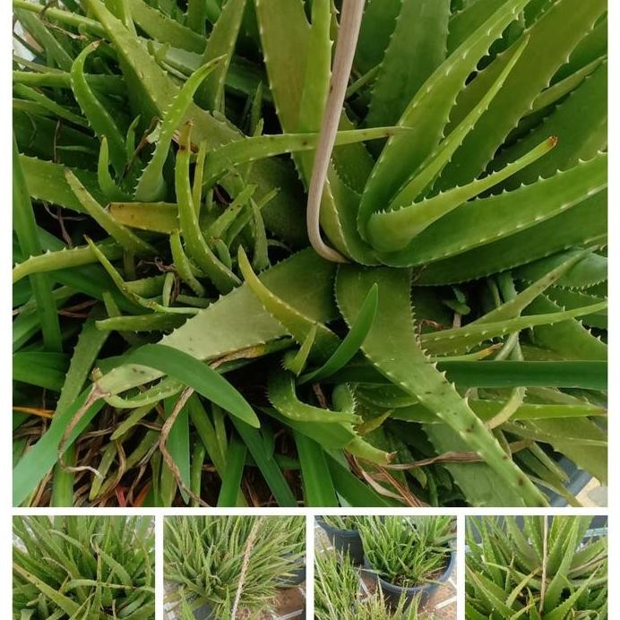 

Terlaris Tanaman Benih Bibit Lidah Buaya