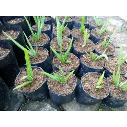 

Terlaris Bibit Pohon Lidah Buaya Aloe Vera