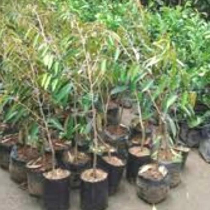 

Terlaris Bibit Pohon Durian Bawor Siap Tanam