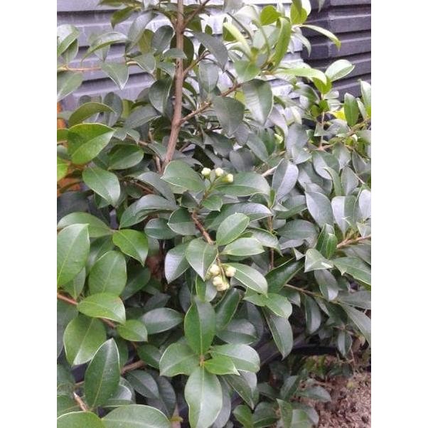 

Terlaris Bibit Tanaman Buah Jambu Air Lili Pili Berbunga Siap Berbuah App Aww