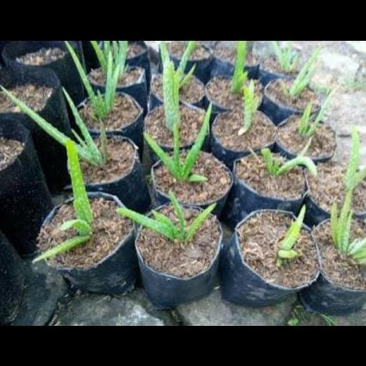 

Terlaris Bibit Tanaman Lidah Buaya-Aloevera