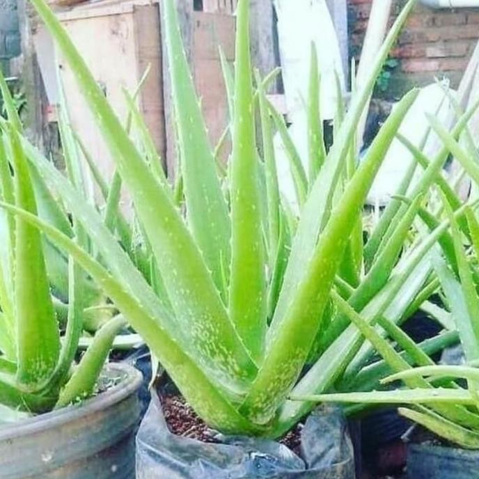 

Terlaris Pohon Lidah Buaya - Aloevera / Bibit Tanaman Lidah Buaya