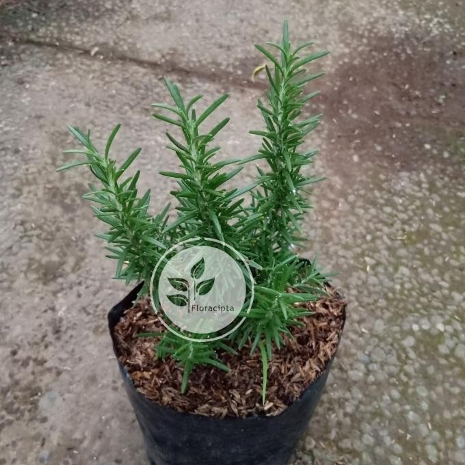 

Terlaris Um(1) Bibit Pohon Rosemary/Tanaman Rosemary - Rosmary