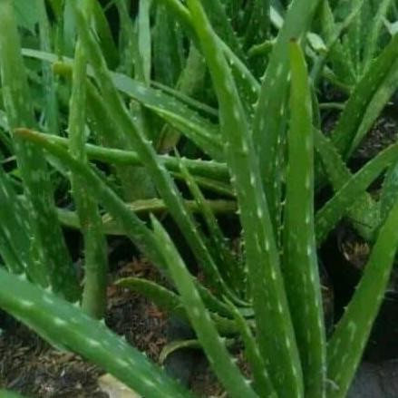 

Terlaris Bibit Tanaman Lidah Buaya