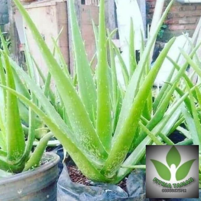 

Terlaris Pohon Lidah Buaya - Aloevera / Bibit Tanaman Lidah Buaya
