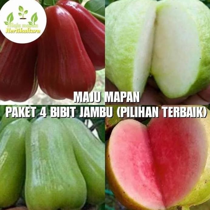 

Terlaris Paket 4 Bibit Jambu (Pilihan Terbaik) Super