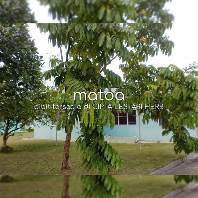 

Terlaris Bibit Pohon Matoa - Buah Mirip Kelengkeng Aroma Durian - Khas Papua