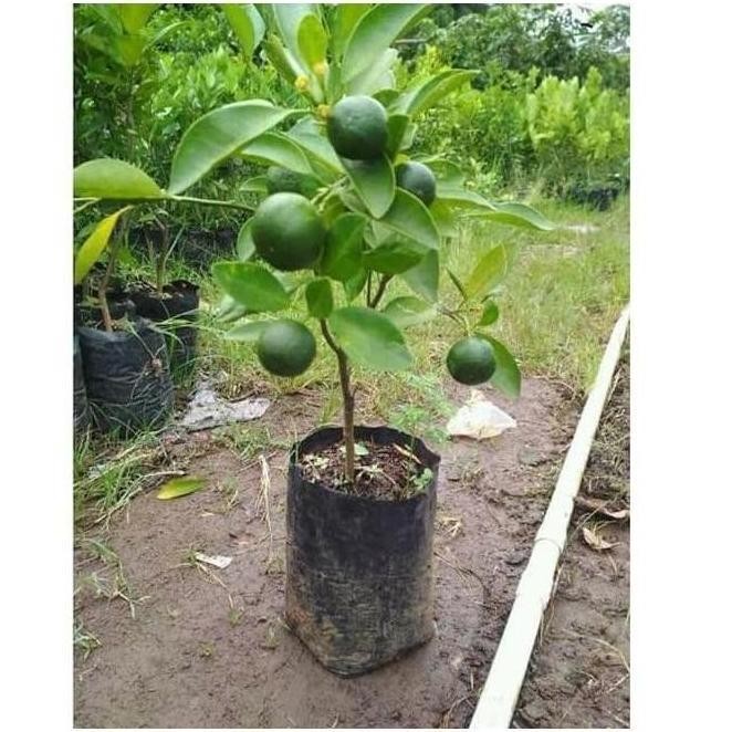

Terlaris Sudah Berbuah Bibit Pohon Tanaman Buah Jeruk Limo Sudah Berbuah Nipis Laris