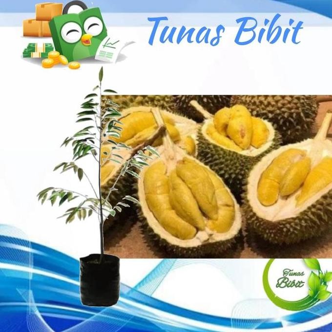

Terlaris Bibit Durian Kumbokarno