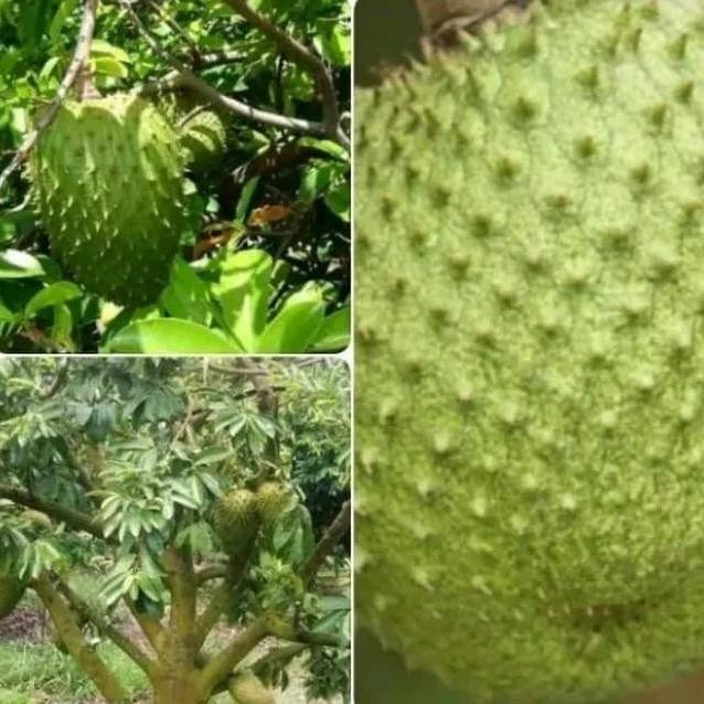 

Terlaris 100 Benih Biji Sirsak Madu Jumbo Tanaman Melon Bau Benih Padi Bibit Jagung Benih Kacang Panjang Kelengkeng Saffron Sayuran Rumput Pare Buah Durian Jeruk Lidah Mertua Anggur Plastik Uv