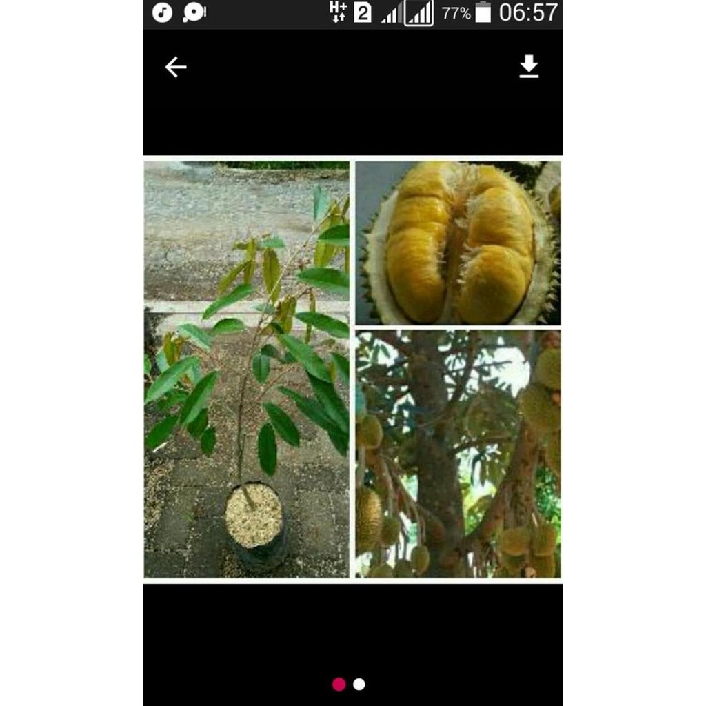 

Terlaris Bibit Durian Musangking Asli Murah