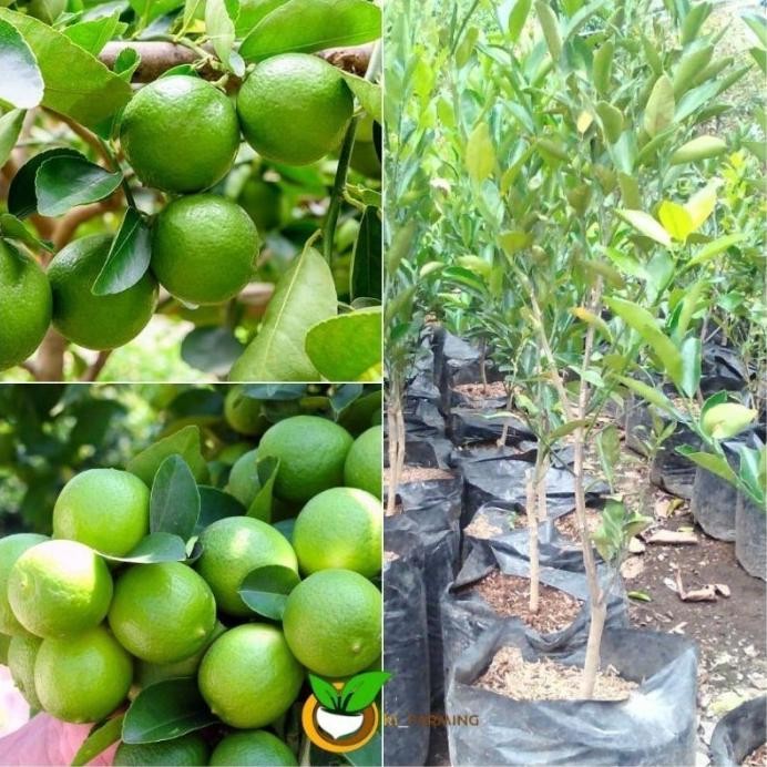 

Terlaris Pohon Bibit Tanaman Buah Jeruk Nipis Jumbo Non Biji Cepat Auu