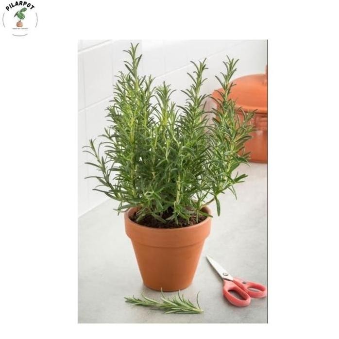 

Terlaris Benih Bibit Herba Rosemary Rosmarinus Haira Seed - Herba Rosemary