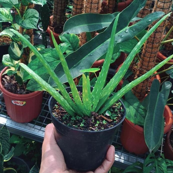 

Terlaris Lidah Buaya / Aloevera (Kesehatan | Bibit)