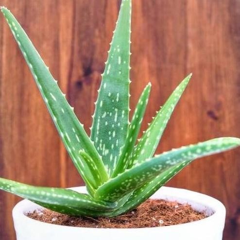 

Terlaris Bibit Tanaman Lidah Buaya