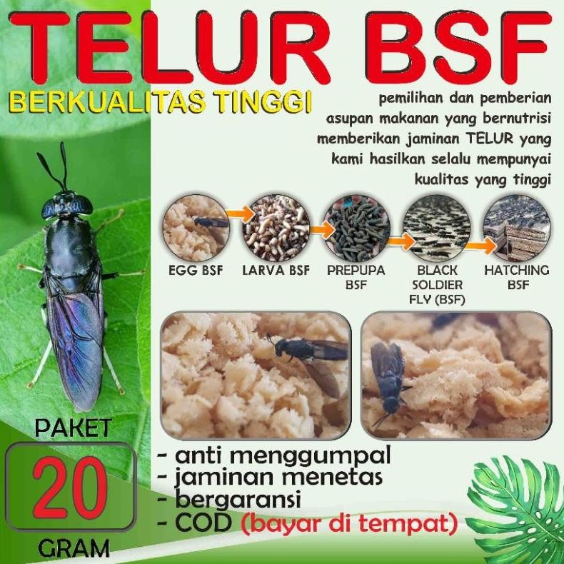 

BEST QUALITY TELUR BSF PAKET 20 gram nUg