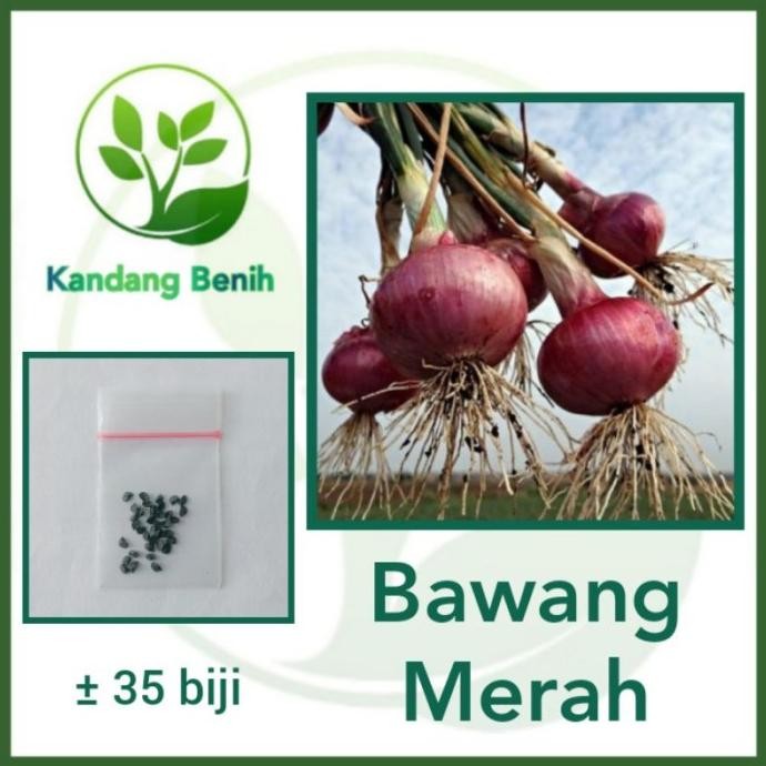 

Terlaris 35 Biji - Benih Bawang Merah Lokananta - Bibit Tanaman Sayur