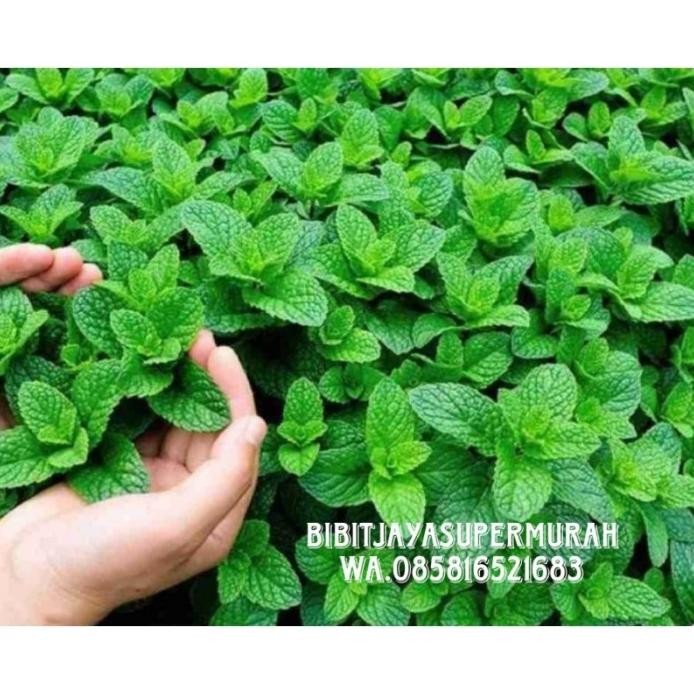

Terlaris Bibit Daun Mint Tanaman Herbal Supermurah