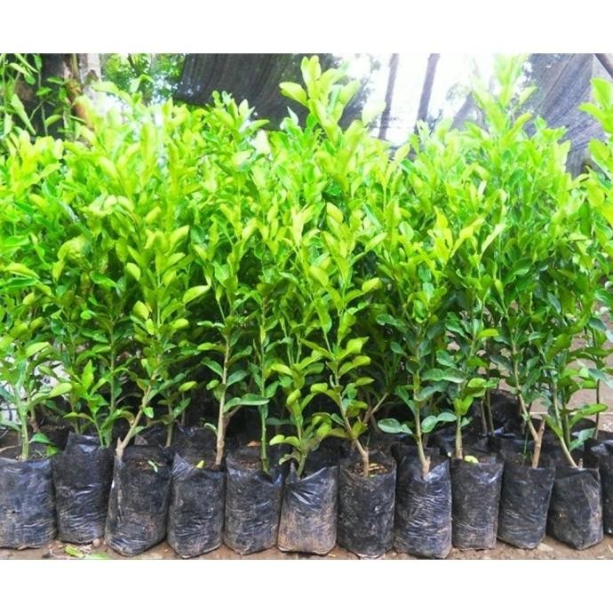 

Terlaris Bibit Buah Jeruk Nipis Jumbo - Tinggi 40Cm Piggsu 6961Do