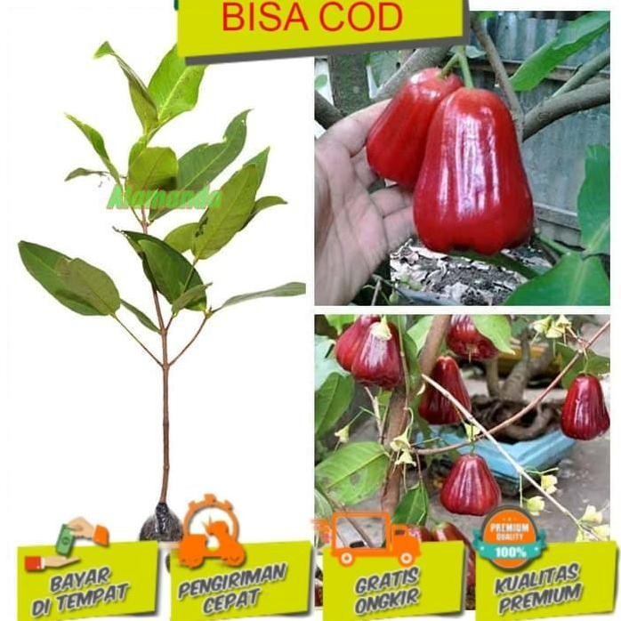 

Terlaris Super Best Tanaman Jambu Air Kusuma Merah Bibit Tanaman Buah Manteb