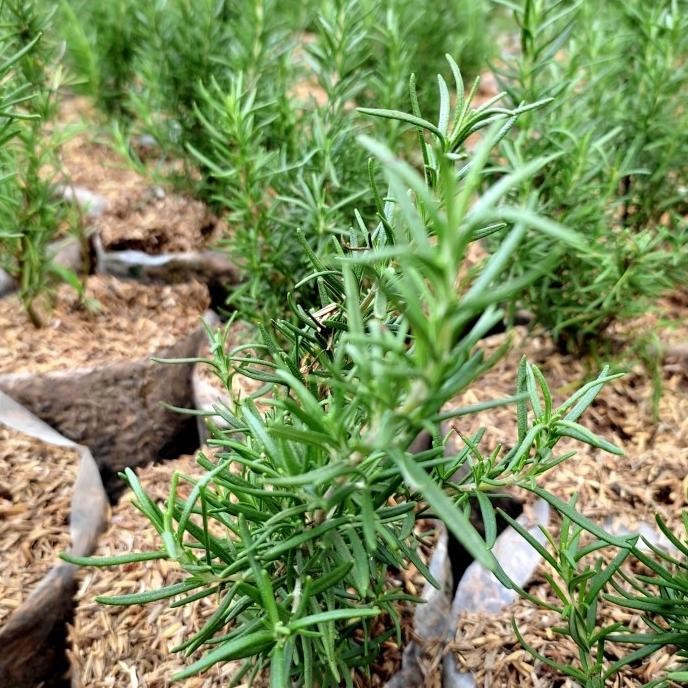 

Terlaris S1Ni! Rosemary Tanaman Hias Herbal Rosemary Bibit Rosemery Rosmeri