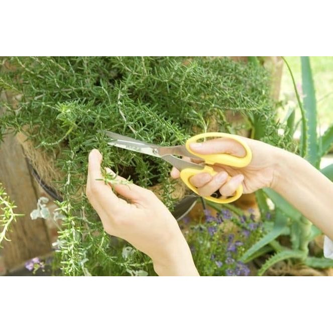 

Terlaris Benih-Bibit Herba Rosemary (Haira Seed)