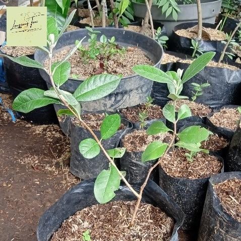 

Terlaris Bibit Tanaman Buah Jambu Feijoa Langka Aww