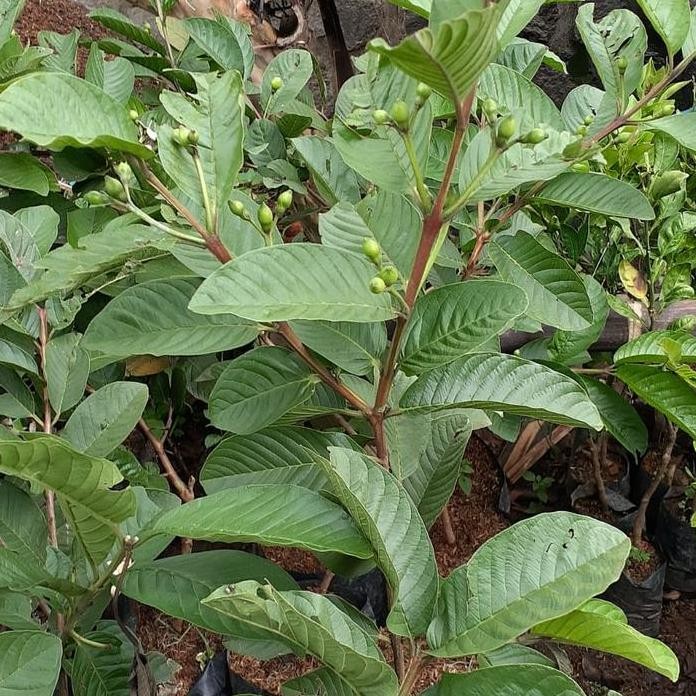 

Terlaris Bibit Jambu Kristal Berbuah