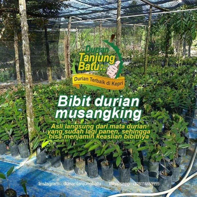 

Terlaris Bibit Durian Musangking Qualitas Terjamin Asli Dari Sumber Yg Berbuah