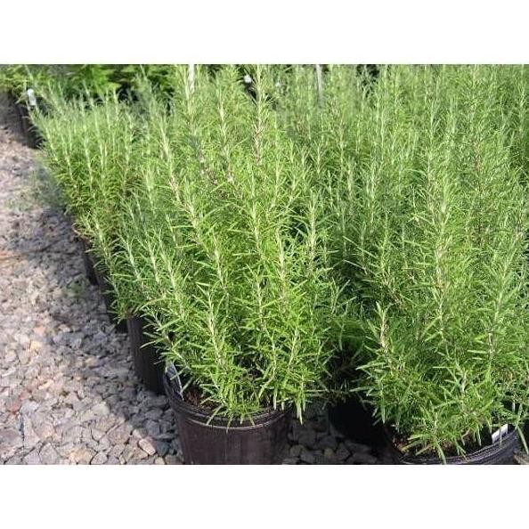 

Terlaris Readyyy Bibit / Benih Herb Rosemary Herbal Wangi Dan Harum Isi 10 Biji