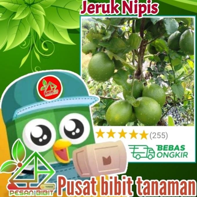

Terlaris Premium Bibit Tanaman Buah Jeruk Nipis Kondisi Berbuah Bibit Jeruk