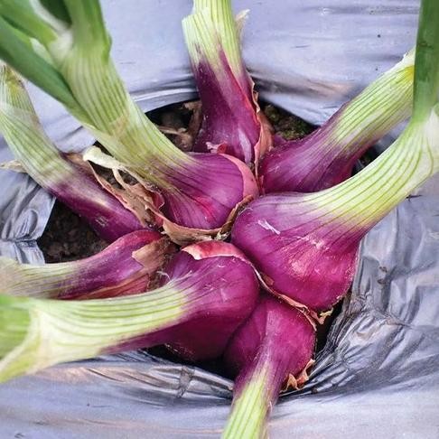 

Terlaris Plantseed - 20 Benih Bibit Bawang Merah Lokananta Tanaman Sayur Unggul