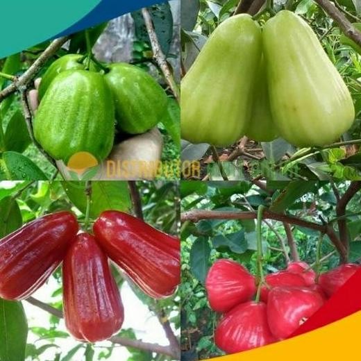 

Terlaris Paket 4 Bibit Jambu Air (Kiojok,Tsg,Red Taiwan,Kusuma Merah)