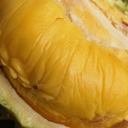 

Terlaris Bibit Tanaman Buah Durian Musang King Kaki 3